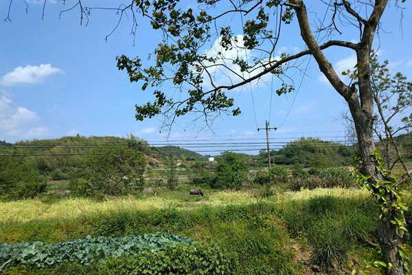 淮北市“三綠”協同發(fā)力 推動石質山綠化提質增彩